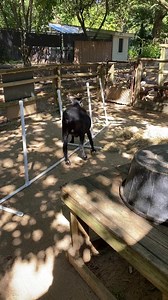 This may come as a surprise to some, but goats are very smart and athletic. From moving through agility weave poles, to working hard to get that delicious browse, to painting fantastic works of art. Speaking of browse, if you have plant or grass overgrowth on your property that needs to be trimmed and grows in tough-to-reach spots, research local companies that will bring their goats to trim it back for you! It’s a great way to avoid heavy machinery, is good for the goats and good for the enviro