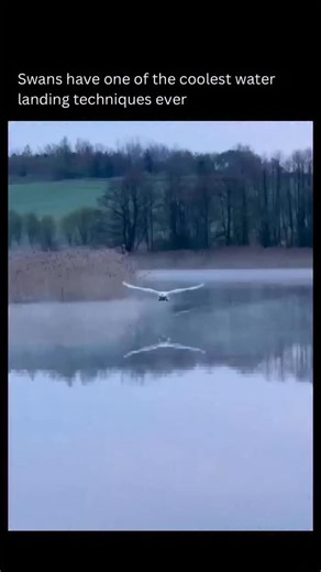 Fact Samjho | Swans land on water using a remarkably controlled glide that mirrors aircraft physics. As they descend, they fly low and slow with their... | Instagram