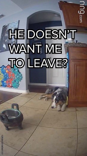 3.4K views · 627 reactions | Ripley does not like when Daddy has to go do anything without him   *Use code LETSGORIP for 12% off buttons ($50+)* #talkingdog #letsgoripley #ripleytalks #australianshepherd | Lets Go Rip | Facebook