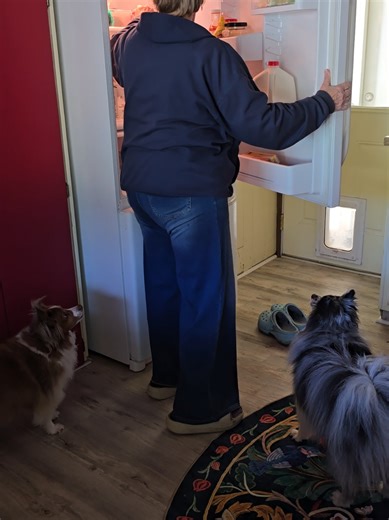 Turkey:30 happens almost every day. If I forget.... they remind me. I can almost set my clock by it. #iveneverbeen70before #seniorwomen #rawfeddog #seniorliving #70