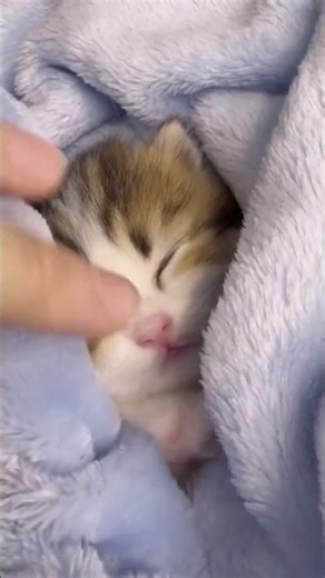 Wait for the tiny yawn