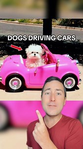11K views · 213 reactions | Dogs Driving Cars | Taylor Nikolai | Facebook