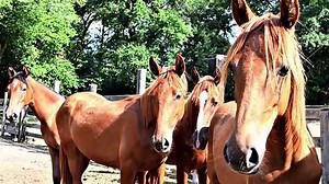 Top 10 Fastest Horse Breeds in the World