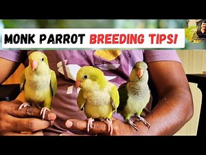 MONK PARROT BREEDING - ULTIMATE GUIDE | HMS Aviary