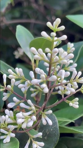 【植物図鑑】ネズミモチ