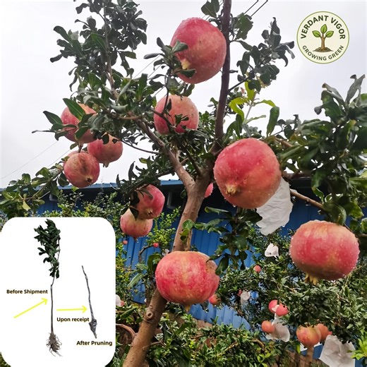 Soft-seeded Red Pomegranate Tree Sapling | Sweet Juicy Fruit Plant (bare-root) - Etsy
