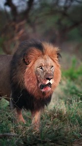 The impressive Darkmane Mahiwa! Madikwe Game Reserve 🇿🇦 -Photographer Credit- @Madikwehills @Dan_Roberts_07 | Lion sightings