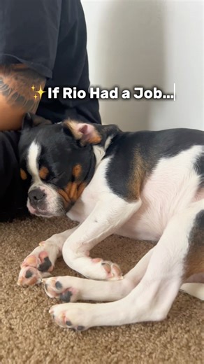 If My Cute Dog Had a Job (pt 3) 😂 #funnydogvideos #funnydogs #dogshorts #frenchbulldog #spongebob