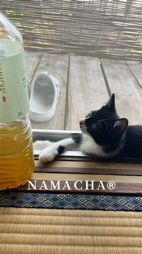 『縁の上の子猫たちとCMもどき②』 ＃野良猫＃ネコ＃猫のいる暮らし＃ねこ＃猫好きさんと繋がりたい＃癒し＃動物#子猫#Shorts#猫動画#保護猫#子ネコ#cat#生茶#CM