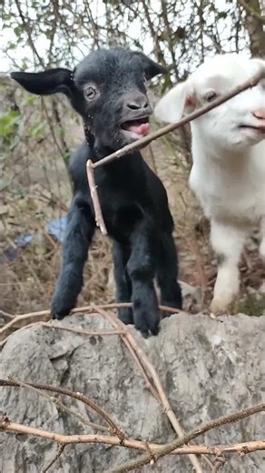 This Little Lamb Is Crying for Its Mom #BabyAnimals