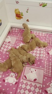 366K views · 60K reactions | The Karisma x Arson babies are two weeks old and have their eyes open! 殺 #goldenretrieverpuppyofinstagram #goldenretrieverlove #goldenretrievers #goldenretrieverpuppy #goldenretrieverofinstagram #goldenretrieverpuppies #goldenretrieversofinstagram #goldenretrieverworld #goldenretrieverpuppiesof #goldenretrieverlovers #goldenretriever | Bearabella Golden Retrievers | Facebook