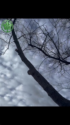 🌳 Professional Tree Service in Rochester, NY Swipe to see the Before ➡️ Process ➡️ After transformation. At A One Tree Services, we follow a safe, step-by-step process to deliver clean, reliable, and professional tree care. From expert trimming to complete cleanup, every job is handled with safety and precision. 🎄 This Christmas season, keeping Rochester properties safe and clean. 📍 Job Location: Rochester, NY 📞 Call: 585-317-1711 for a FREE QUOTE on tree trimming & tree removal services. #R