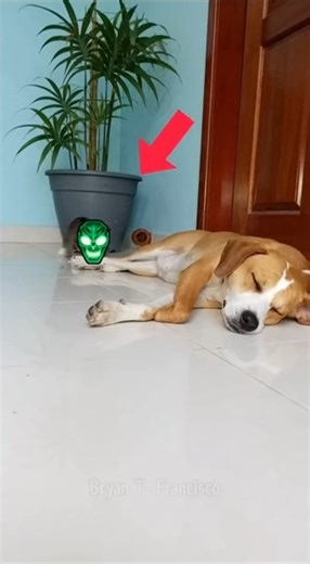Dog Wakes Up to a “Ghost Cat” and Completely Loses It 😱🐶 #catwhisperer #trainedcats #catfilter