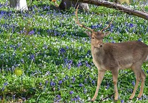 Spring Forest Adventure - Escape Fan