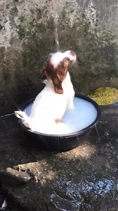 3K views · 18 reactions | Living life  (source: @joyssolid) | MiniInTheBox | Facebook