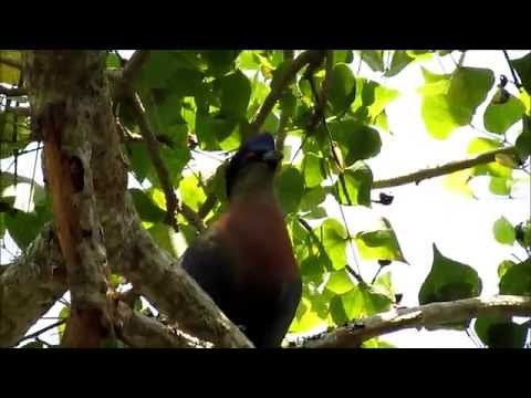 Purple Crested Turaco calling