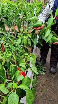 Super hybrid bell pepper
