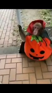 Monkey on Instagram: "me on Halloween this year fr  Video by manki_bananki (DM for credit or removal/ No copyright intended. All rights are reserved & belong to their respective owners.) #MonkeyLove #MonkeyLife #MonkeysOfInstagram #MonkeyCommunity #CuteMonkey #MonkeyVibes #MonkeyFans #WildlifeReels #MonkeyAdventures #MonkeyHighlights #AnimalReels #MonkeyObsessed #Reels #Trending #MonkeyGoals"