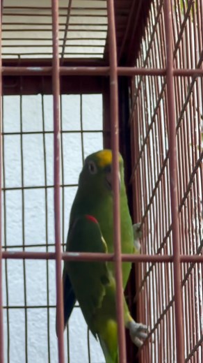 6 comments | Yellow Crowned Amazon Parrot  | Cebu Fish World | Facebook