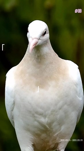 Op die vlerk van 'n duif - Afrikaans Gospel Worship Songs