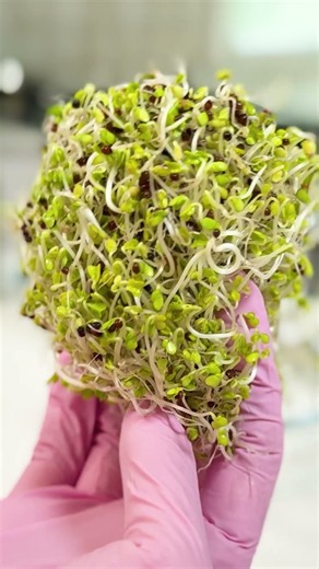 Don't Make This Broccoli Sprout Mistake #broccolisprouts