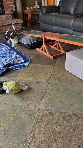 New experiences for the boys at this age they are learning all the time, so adapting their play time is important to their development. All four of these beautiful boys are available for more information please contact Virginia info@raresilver.net Miniature AL fleece coats labradoodles. ALA Accredited breeder Fully health tested and ALA accredited labradoodle parents | Raresilver Labradoodles