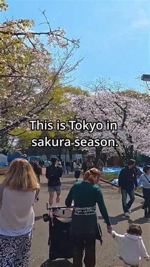 Too crowded to run? Tokyo Sakura