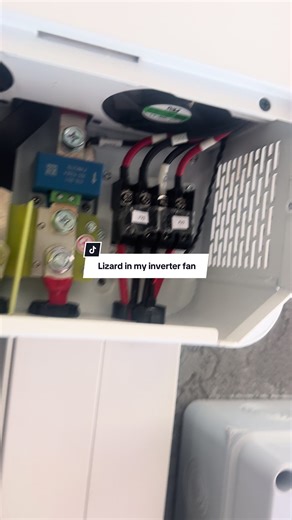 Unexpected Lizard Encounter in My Inverter Fan
