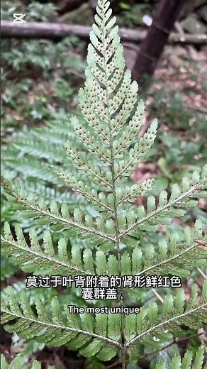 #红盖鳞毛蕨（Dryopteris erythrosora），别名红鞘鳞毛蕨，英文Autumn Fern。属鳞毛蕨科鳞毛蕨属，其名源于新生嫩叶呈鲜红色。根茎可入药。 #中草药