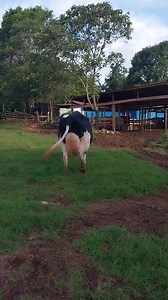 Our PRESCOT is three weeks after calving down and now holds the farm production record With four splits she is now doing 36lts a day: Early MORNING at 4.30 am = 12lts Midmorning at 10 am = 8lts Late afternoon at 4 pm = 8lts Late evening at 9pm = 8lts Our special feeding programme for her is Total Mixed Ratio (TMR) that's a DMI of 48kgs per day. TMR formulation OF: Maize silage ........10kgs Rhodes hay. .........10 kgs Napier fresh .........10kg (20%Wilt ) Machicha. ........... 4kgs Maize germ...