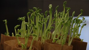 Under the Microscope: What to Consider for Last-Minute Pulse Seed Tests