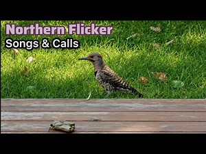 Northern Flicker Bird Call, Song and Sounds