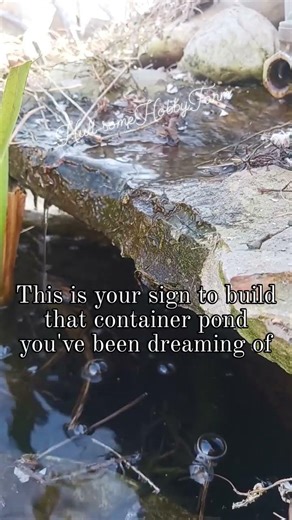 This is your sign to build that container pond!