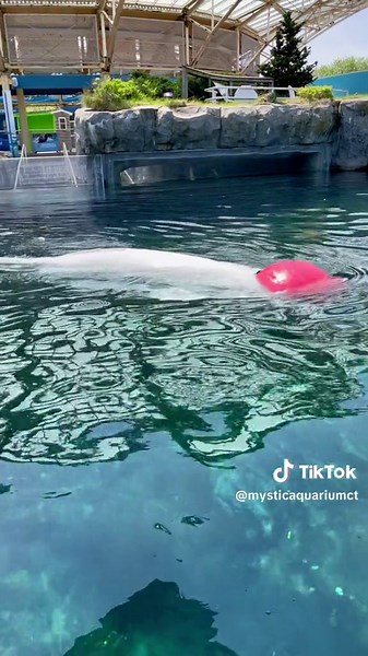 Mystic Aquarium on TikTok