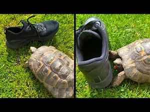 Racist Turtle vs Black Shoes | Memes #40
