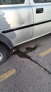 Angry White Cat, you've never seen such a Psycho cat before. | Baby Cat