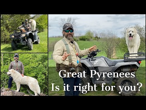 Great Pyrenees | Is It Right For You?