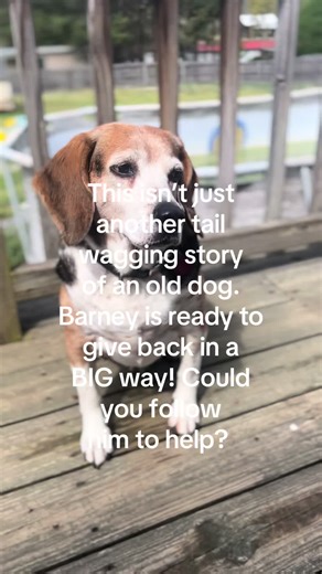 Help Barney the Beagle Reach 10k Followers