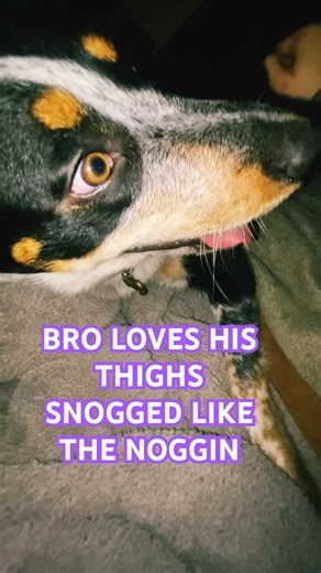 IMMA SNOGG YO NOGGIN #shortsfeed #moose #catvideos #cat #funny #dogvideos