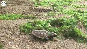 1.5K views · 39 reactions | TURTLE RELEASE: 40 baby turtles were returned to the sea in Indonesia yesterday.The Bali Natural Resources Conservation Center rescued the olive ridley and hawksbill hatchlings from the beaches of Bali. Olive ridley turtles are considered vulnerable, while hawksbill turtles are classified as critically endangered by the World Wildlife Fund. | 8 News Now | Facebook