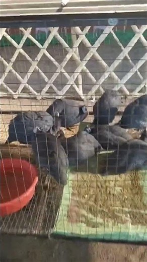 Guinea Fowl Sounds Explained! What These Noises Really Mean #ginifowl#trending #viral #shorts