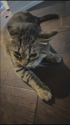 Angry Cat Hissing and Growling # cat #cute #pets #animals #funny #scary #shorts #love