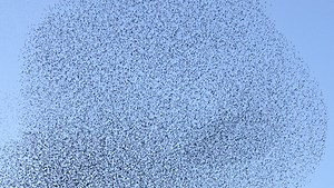 Animal magnetism: modeling flocks of birds using simple attractions