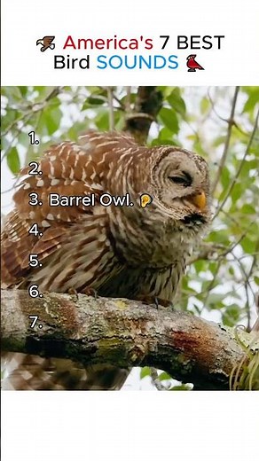 America’s 7 Best Bird Sounds You Need to Hear 🇺🇸🐦🎶 | Most Beautiful Calls Ranked!
