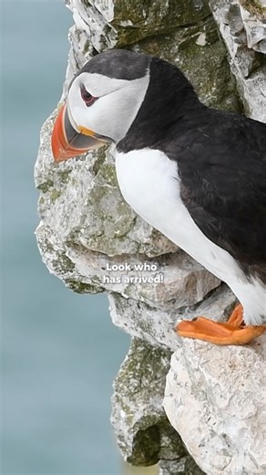 Guide to Iceland on Instagram: "It’s puffin season in Iceland! 🪶🪺 One of the top spots to see these charming birds up close is Hafnarhólmi in Borgarfjörður Eystri, tucked away in East Iceland 📍👀 It’s still early in the season, but before long, puffins will be popping up along coastlines all over the country 🤩 Some of the best places to spot puffins: 📍 Hafnarhólmi, Borgarfjörður Eystri (East) 📍 Látrabjarg cliffs (Westfjords) 📍 The Westman Islands (South) You might even catch them in unexp