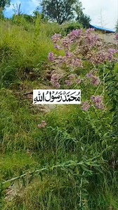 Muhammad saw | The Muslim way