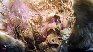 Fly Strike In Rabbits: Symptoms and Treatment - video Dailymotion