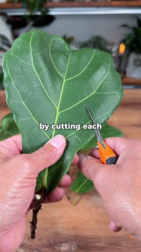 Rescue and Propagation of Fiddle Leaf Figs