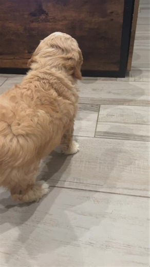 Fluffy ball ready for cuddles 🥰 | QuiSal Labradoodles