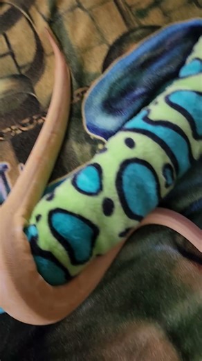 My albino pinstripe python. She's a baby. She has gotten bigger. 😊